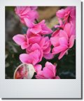 矢祭園芸さんの八重咲きガーデンシクラメン 『チモ *ピンク*』 ”５号鉢”