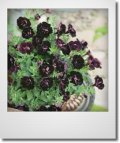 八重咲きブラックペチュニア『ジュリエット』  *11センチポット*