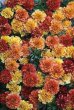 画像3: 花色が変化する フレンチマリーゴールド『ストロベリーブロンド』