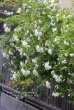 画像1: 八重咲きモッコウバラ『ホワイト』  (1)