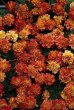 画像2: 花色が変化する フレンチマリーゴールド『ストロベリーブロンド』