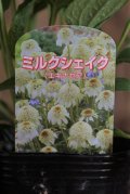 八重咲きエキナセア『ミルクシェイク』 *４号* 