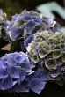 画像11: 西岡花園さんの秋色アジサイ 『西安ブルー』 *５号* （お花４個）