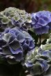 画像10: 西岡花園さんの秋色アジサイ 『西安ブルー』 *５号* （お花４個）