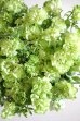 画像2: 【GRAND VERDE 大輪系】八重咲きペチュニア『湘南ヴェルデ』   