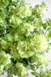 画像4: 【GRAND VERDE 大輪系】八重咲きペチュニア『湘南ヴェルデ』   