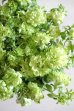 画像3: 【GRAND VERDE 大輪系】八重咲きペチュニア『湘南ヴェルデ』   