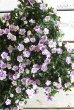 画像11: ゲブラさんオリジナル♪ 八重咲きカリブラコア『スリーピングビューティー』