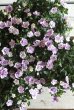 画像8: ゲブラさんオリジナル♪ 八重咲きカリブラコア『スリーピングビューティー』