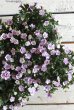 画像12: ゲブラさんオリジナル♪ 八重咲きカリブラコア『スリーピングビューティー』