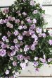 画像10: ゲブラさんオリジナル♪ 八重咲きカリブラコア『スリーピングビューティー』