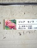 八重咲きジニアセノラ『サーモンピンク』