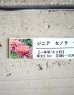 画像1: 八重咲きジニアセノラ『サーモンピンク』 (1)