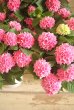 画像9: 【母の日ギフト】島根県オリジナルあじさい『茜雲』　※お花２０個以上 *５号大株*