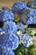 画像2: 【母の日ギフト対応可】島根県オリジナルあじさい『星あつめブルー』　※お花１２個以上 *５号大株* (2)