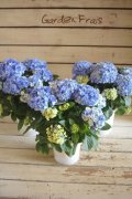【母の日ギフト対応可】島根県オリジナルあじさい『星あつめブルー』　※お花１２個以上 *５号大株*