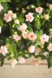画像2: 花日和さんオリジナル!! 八重咲きニチニチソウ『ソラリス』 (2)
