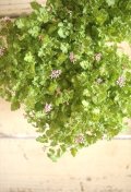 極少なお花が可愛すぎる! ペラルゴニウム『KOMOMO』 