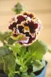 画像1: フリンジ咲きパンジー 『ドラキュラ』 ★１点もの ver.１４★  (1)