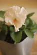 画像2: 【１点もの】植田さんご夫婦育種！ フリルパンジー『春マンボー』◆ver.１２◆ (2)
