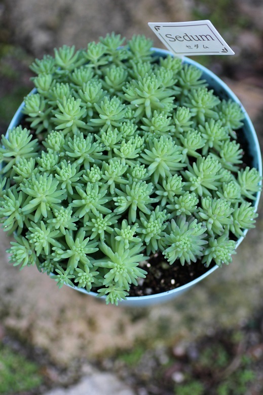 セダム 寄せ植え 花苗