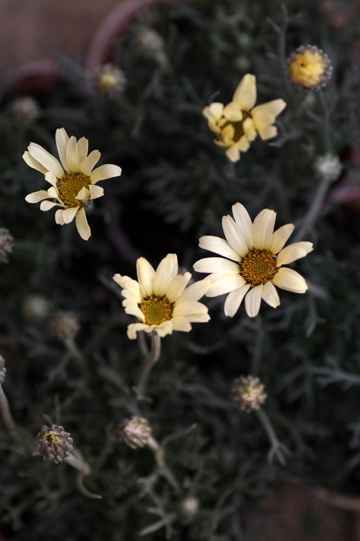 ローダンセマムレトロクラッカー 鉢 ジャンクガーデン 寄せ植え 花苗通販 Garden Frais