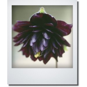 画像: 八重咲き西洋オダマキ 『ブラックバロー』