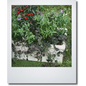 画像: 夏の寄せ植え 『アンゲロニア＆観賞用トウガラシ』
