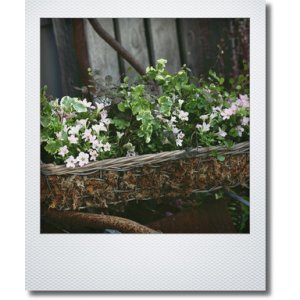 画像: ワイヤーかごに初夏の寄せ植え 『ミニチュニア』
