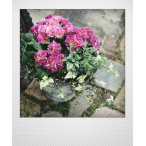 画像: 花束みたいな寄せ植え 『プリムラ パロマ』 *ピンク*