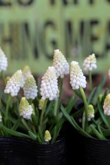 画像: 白花ムスカリ『ホワイトマジック』 ※５球植え 