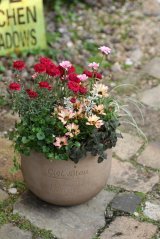 画像: 【送料込み!!】 春の寄せ植え『春うらら』 