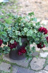 画像: 【送料無料!!】 シンプルに楽しむ春の寄せ植え『トムキャット』 