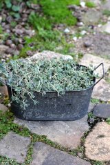 画像: 子持ち蓮華の寄せ植え