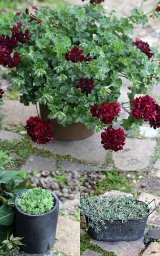 画像: 【送料無料!!】 お買い得!! 寄せ植え３個セットで!! 