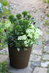画像: 【送料込み!!】 初夏の寄せ植え『グリーングリーン』 