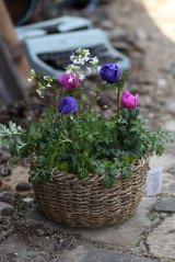 画像: アネモネのシンプルな寄せ植え 