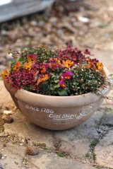 画像: 【定価の３０％OFF!!】 初春の寄せ植え『ビオラ苺っこ』