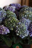 画像9: 西岡花園さんの秋色アジサイ 『西安ブルー』 *５号* （お花５個）