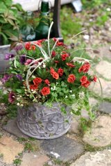画像: *母の日寄せ植えご予約分★Ｋさま分★*