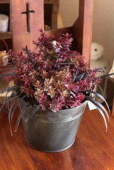 画像: 冬の寄せ植え『男前ヘーベ』 