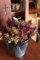 画像: 冬の寄せ植え『男前ヘーベ』 