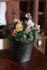 画像: 冬の寄せ植え『キャンティミックス』 