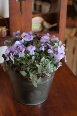 画像: 冬の寄せ植え『ヘブンリーブルー』 