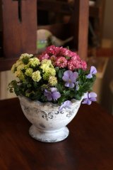 画像: 寄せ植えご予約分『Ｋさま分』 