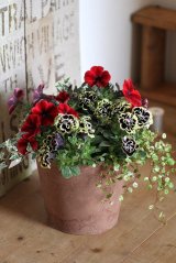 画像: 寄せ植え『赤と黒』 