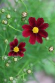 画像5: 希少な赤花のコレオプシス リトルバン『レッドエルフ』