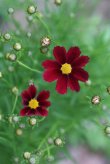 画像7: 希少な赤花のコレオプシス リトルバン『レッドエルフ』