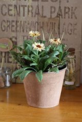 画像: 寄せ植え『コーヒークリームが好き』 