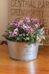 画像: 冬の寄せ植え『ピンクコアラ＆パピヨンワールド』